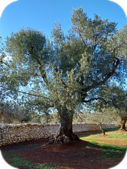 Arbol X. post 1er-tto.png