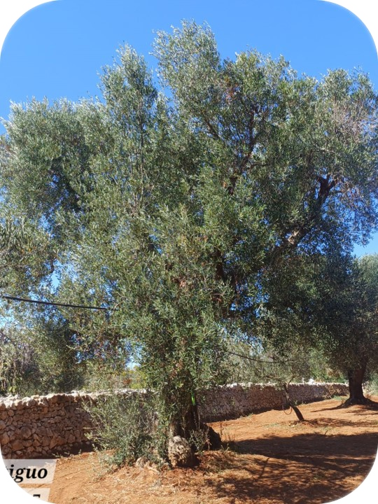 Arbol X. post 2o-tto